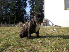 Balu1