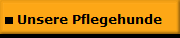 Unsere Pflegehunde